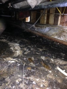 CRAWLSPACE flood ATHERTON BEFORE WITH FECAL MATTER