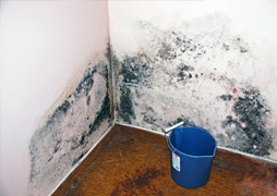 mold-removal